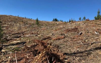 The Wilderness Society, Greater Yellowstone Coalition, and Montana Wilderness Association have Consistently Undermined the Roadless Rule
