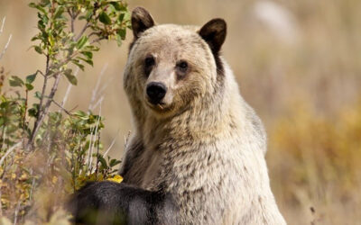 Alliance for the Wild Rockies and local residents score another win in the fight for old growth and grizzlies in Northern Idaho